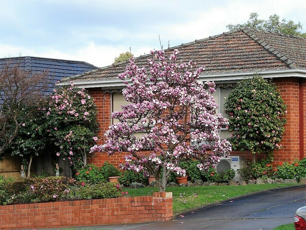 lily magnolia flower tree 5 LILY MAGNOLIA Flower TREE Pink & Purple Fragrant Tulip Magnol Liliiflora  Seeds