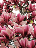 5 LILY MAGNOLIA Flower TREE Pink & Purple Fragrant Tulip Magnol Liliiflora Seeds