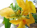 10 YELLOW GLACIER LILY Erythronium Grandiflorum Avalanche Dogtooth Flower Seeds