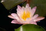 10 LIGHT PINK WATER LILY Pad Nymphaea Sp Pond Lotus Flower Seeds *Combined S/H