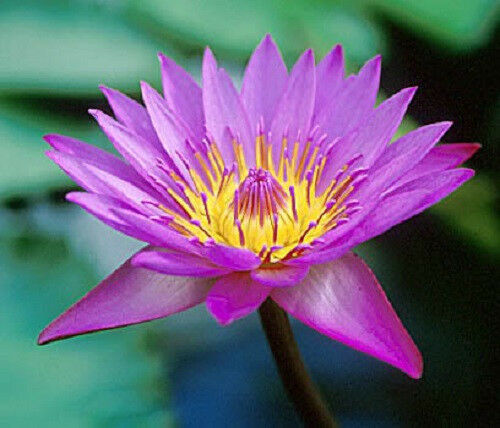3 BLUE WATER LILY Pad Nymphaea Caerulea Asian Lotus Flower Pond Seeds *Comb S/H
