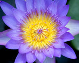 3 BLUE WATER LILY Pad Nymphaea Caerulea Asian Lotus Flower Pond Seeds *Comb S/H