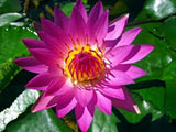 3 PURPLE WATER LILY Pad Nymphaea Sp Pond Lotus Flower Seeds *Combined Shipping