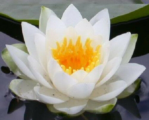 10 WHITE WATER LILY Pad Nymphaea Ampla Asian Lotus Flower Pond Seeds *Comb S/H
