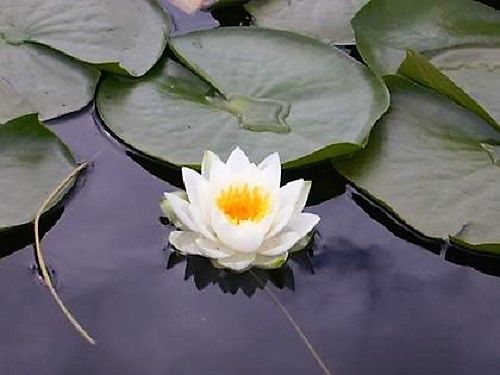 water lily flower meaning in urdu 10 WHITE WATER LILY Pad Nymphaea Ampla Asian Lotus Flower Pond Seeds *Comb S/H