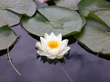 10 WHITE WATER LILY Pad Nymphaea Ampla Asian Lotus Flower Pond Seeds *Comb S/H