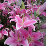 50pcs Pink Rare Lily Flower Seeds Planting Flower Lilium Perfume Garden Plant