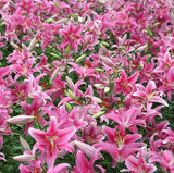 50pcs Pink Rare Lily Flower Seeds Planting Flower Lilium Perfume Garden Plant