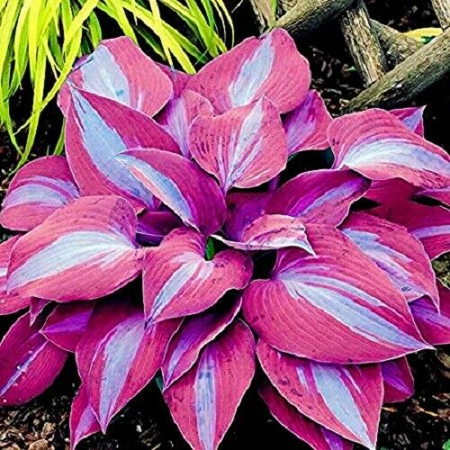 150 PCS Ornamental Purple Lily Shade Hosta Plants Flower Seeds Garden Perennials