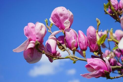 lily magnolia flower 5 LILY MAGNOLIA Flower TREE Pink & Purple Fragrant Tulip Magnol Liliiflora Seeds