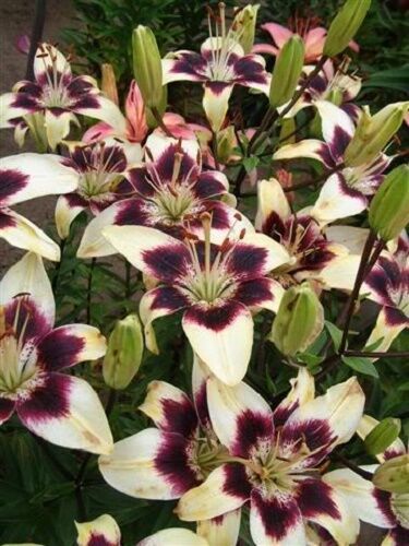 5 NEPAL LILY Green & Maroon Lilium Nepalense Fragrant Flower Seeds *CombinedShip