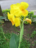 5 YELLOW CANNA LILY Indian Shot Canna Indica Flower Seeds + Gift & Comb S/H