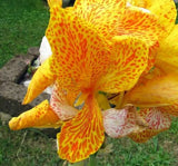 5 YELLOW CANNA LILY Indian Shot Canna Indica Flower Seeds + Gift & Comb S/H