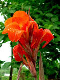 5 RED CANNA LILY Indian Shot Canna Indica Flower Seeds + Gift & Comb S/H