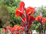 5 RED CANNA LILY Indian Shot Canna Indica Flower Seeds + Gift & Comb S/H
