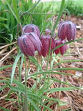 10 CHECKER LILY Fritillaria Affinis Chocolate Mission Bells Flower Seeds *CombSH