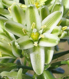 20 PREGNANT ONION SEEDS aka False Sea Onion Lily Ornithogalum Caudatum Flower