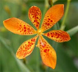 10 FRECKLE FACE BLACKBERRY / LEOPARD LILY Flower Seeds