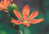 10 FRECKLE FACE BLACKBERRY / LEOPARD LILY Flower Seeds