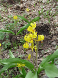 10 YELLOW GLACIER LILY Erythronium Grandiflorum Avalanche Dogtooth Flower Seeds