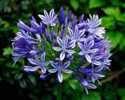 25+ Purple Lily of the Nile Agapanthus Flower Seeds / Long Lasting Perennial