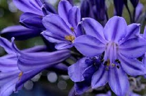 25+ AGAPANTHUS PURPLE LILY OF THE NILE FLOWER SEEDS / PERENNIAL