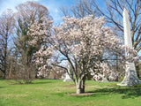 Magnolia Denudata 10 Seeds, Fragrant Flowering Yulan Jade Lily Tree Shrub