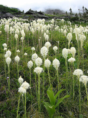 100 BEAR GRASS aka BEAR LILY Beargrass Ornamental Xerophyllum Tenax Flower Seeds