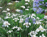 25 WHITE AFRICAN IRIS Fortnight Lily Dietes Iridioides Butterfly Flower Seeds