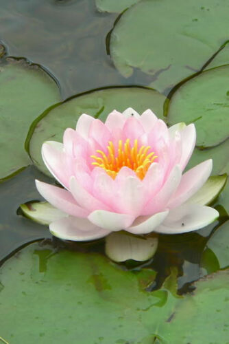 name of flower on lily pad 10 LIGHT PINK WATER LILY Pad Nymphaea Sp Pond Lotus Flower Seeds *Combined S/H