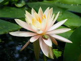 10 LIGHT PINK WATER LILY Pad Nymphaea Sp Pond Lotus Flower Seeds *Combined S/H