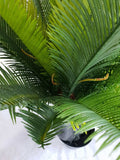 Multi Trunk Sago Cycad 130cm